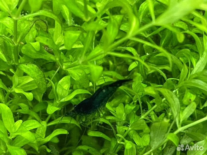 Анцитрус вуалевый