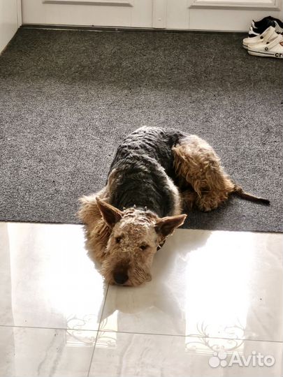 Вязка эрдельтерьер