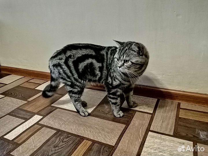 Шотландский кот. Вязка