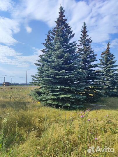 Голубые ели