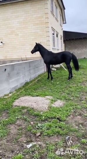 Лошадь