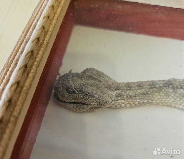 Змея в рамке