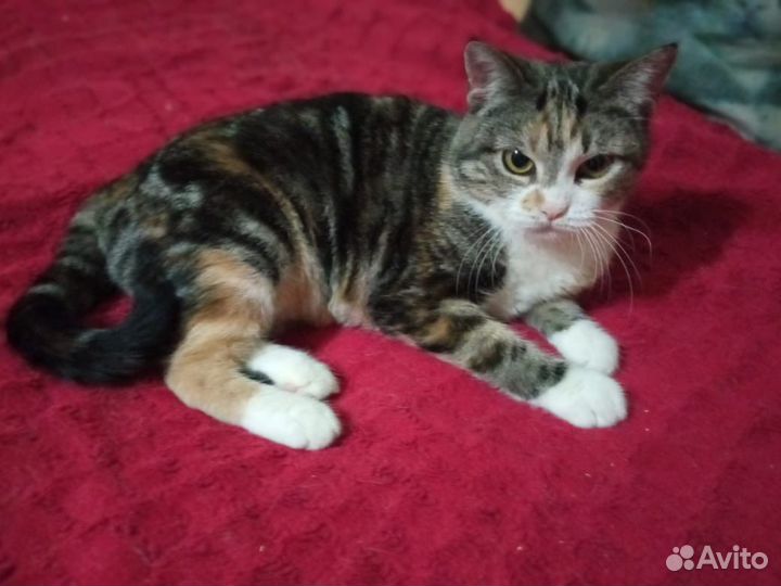 Кошка
