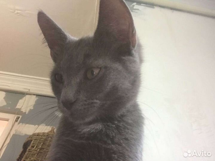 Котята русская голубая