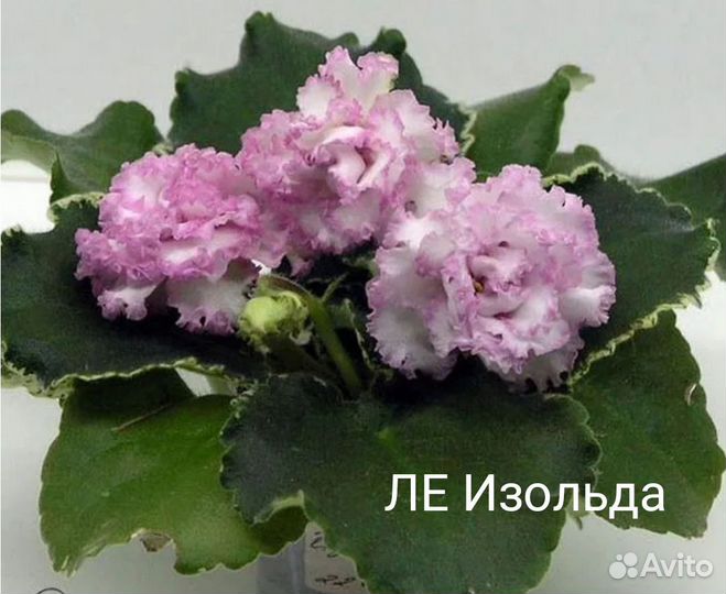 Сортовые фиалки