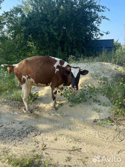 Коровы дойные