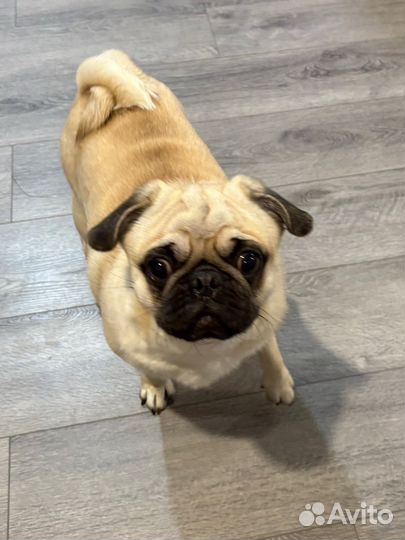 Мопсы продажа