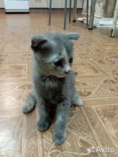 Кошка в дар