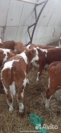 Телята Бычки и телочки симентальской породы