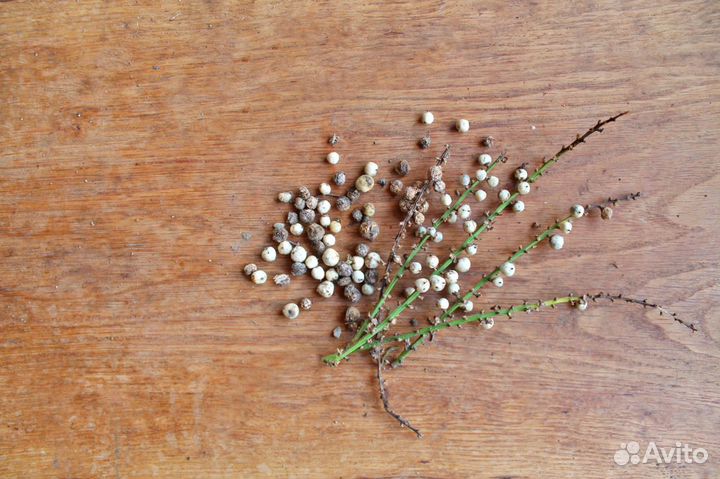 Кордилина южная, семена