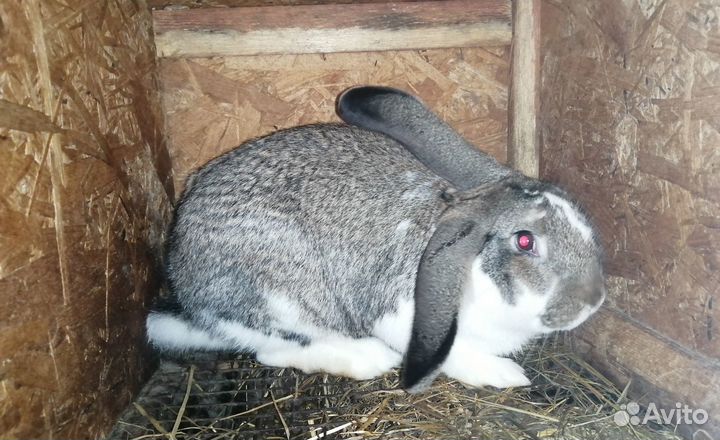 Продам кроликов