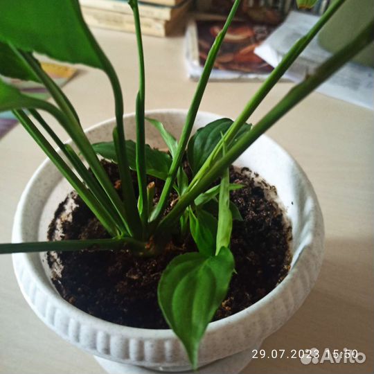 Цветы разные