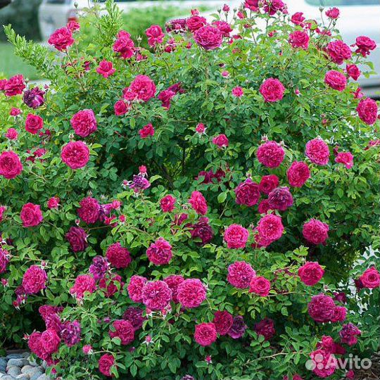 Саженцы Роз Вильям Шекспир 2000