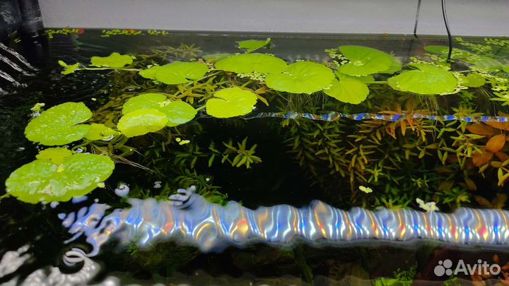 Аквариумные растения бесплатно