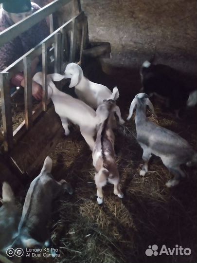 Нубийские козлята