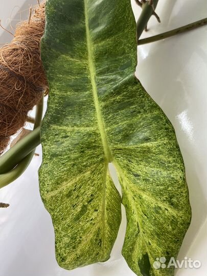Обмен филодендрон