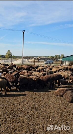 Овцы и барашки