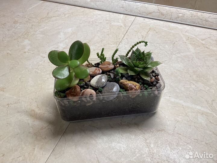 Мини флорариум