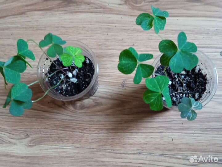 Оксалисы 3 вида