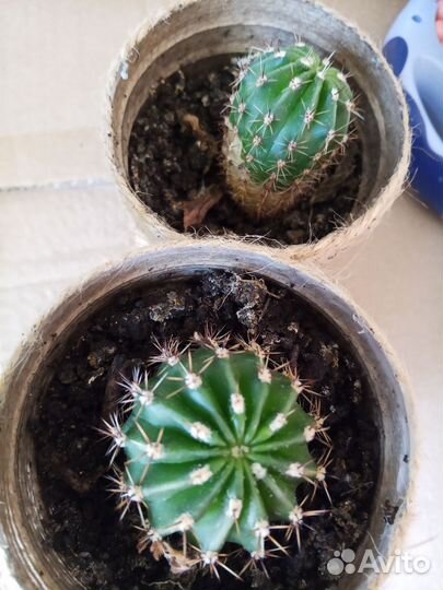 Кактус эхинопсис цветущий