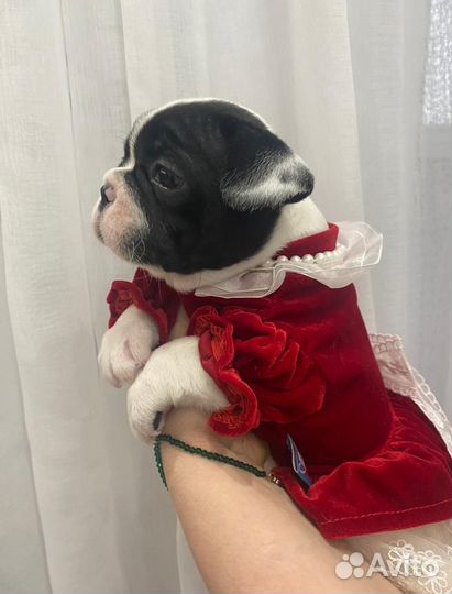 Щенки французского бульдога