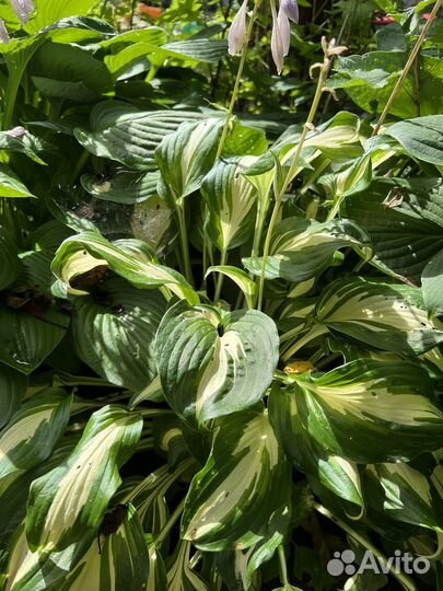 Хоста саженцы