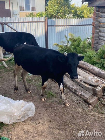 Корова, телки