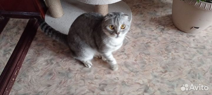 Шотландская вислоухая