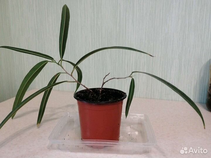 Комнатные цветы