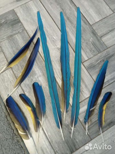 Перья для творчества