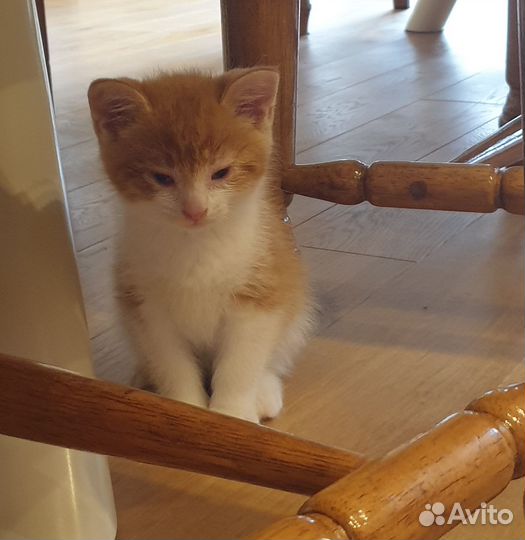 Отдам котят в добрые руки. Мальчики 2 мес