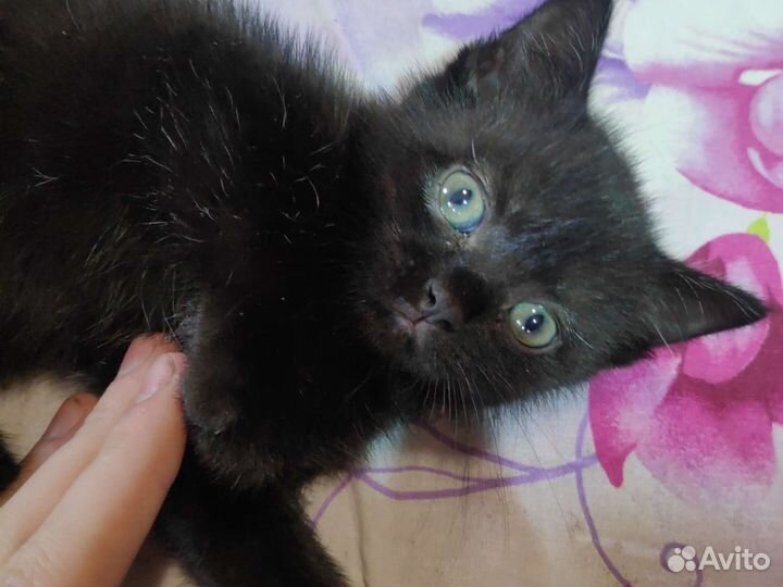 Черная кошечка