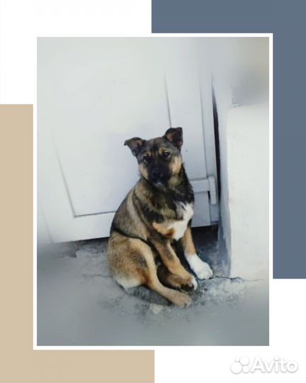 Щенок в добрые руки