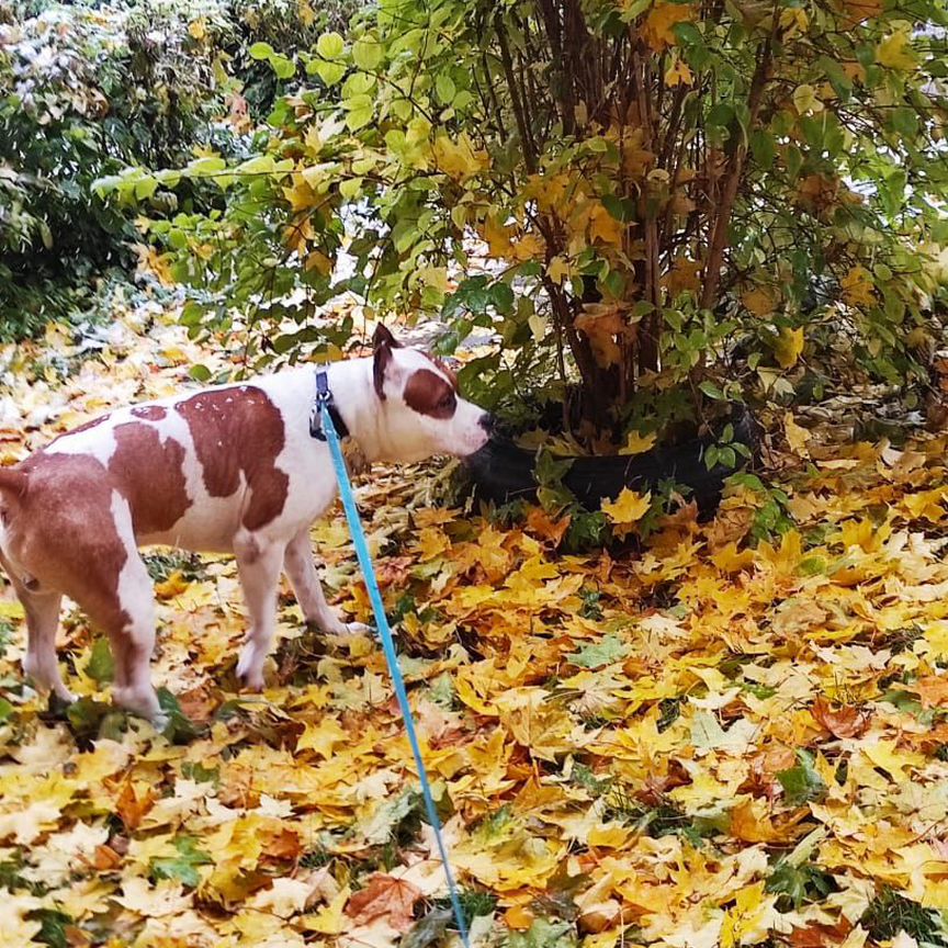 Вязка amstaff кобель ищем подруг чистокровный