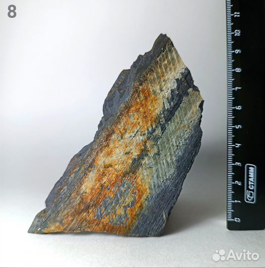 Палеонтология окаменелость Кордаиты