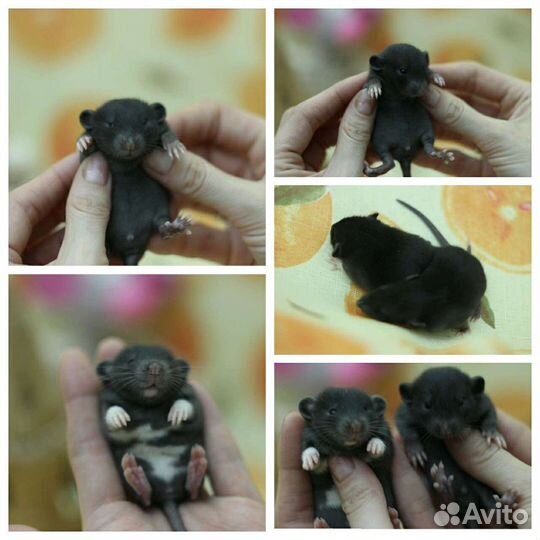 Декоративные крысы, крысята из питомника