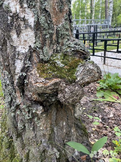 Капы берёзовые