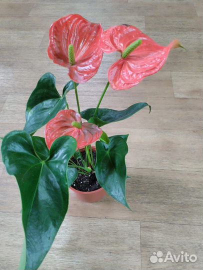 Цветущие сортовые антуриумы