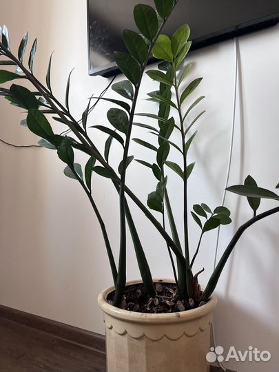 Замиокулькас