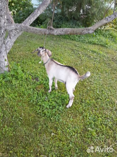 Козочки нубийки