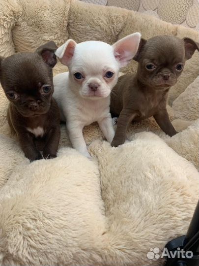 Чихуахуа мини девочки