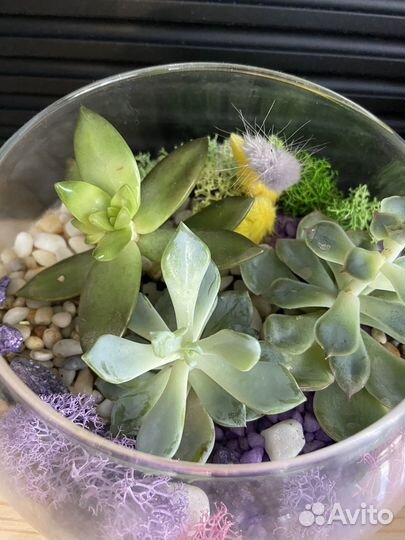 Флорариум#Цветочная композиция