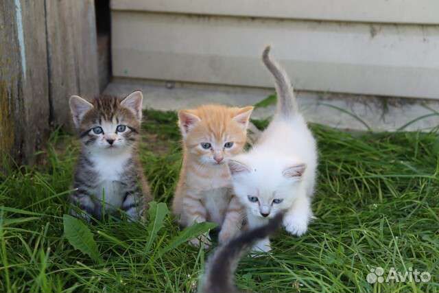 Котята в добрые руки