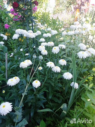 Ромашка махровая