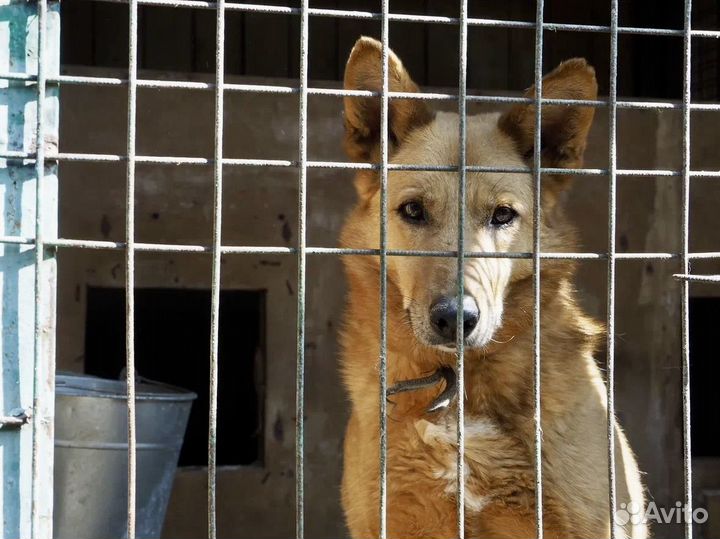 Собакам из приюта нужна помощь