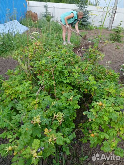 Шиповник розовый