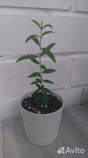 Гранат маленький