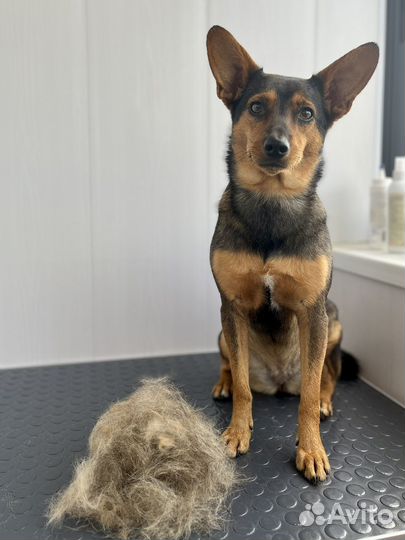 Груминг собак