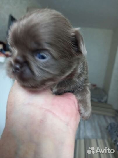 Лиловые,голубые,кремовые щенки чихуахуа