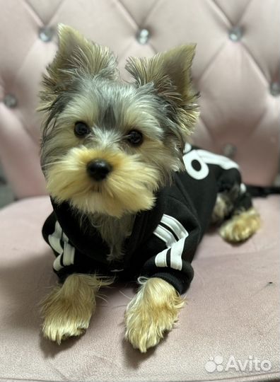 Йоркширский терьер